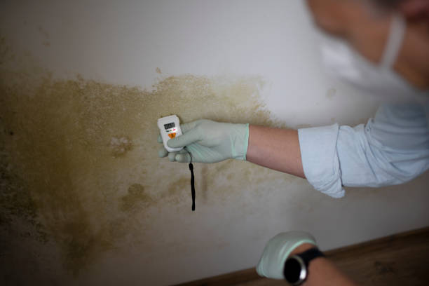 Best Commercial Mold Remediation in Chamberlain, SD