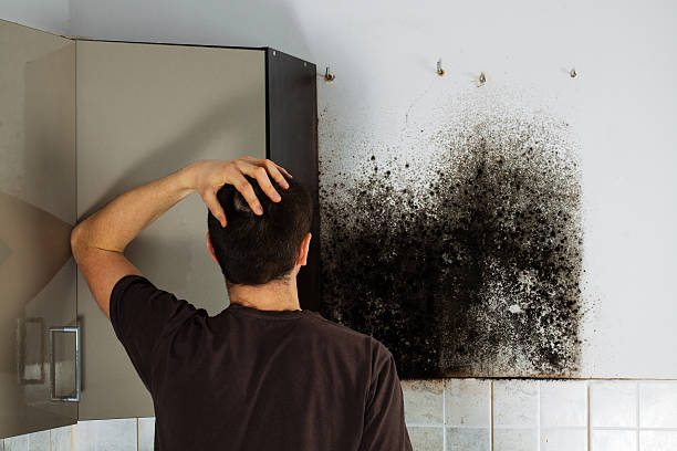 Best Preventive Mold Services in Chamberlain, SD